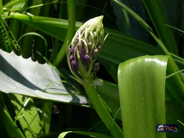 scilla peruviana.JPG